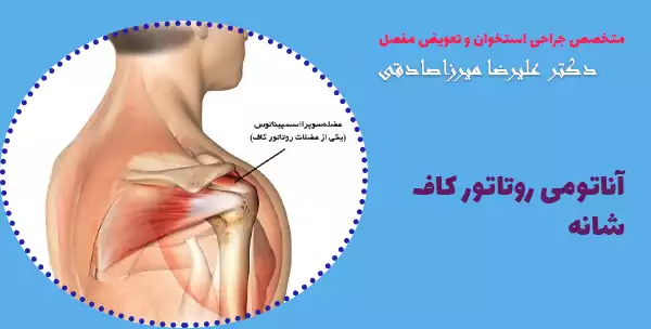 آناتومی روتاتور کاف شانه 